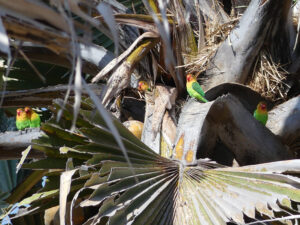 lovebirds