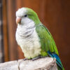 monk parrot (aka Quaker parakeet) sitting on tree stump