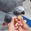african grey parrot