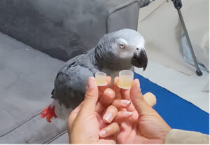african grey parrot