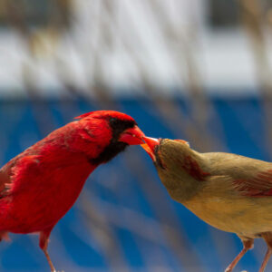 a male cardinal feeding a female cardinal outdoors while standing