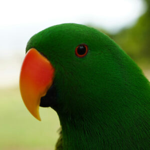closeup on head of male Eclectus parrot outdoors