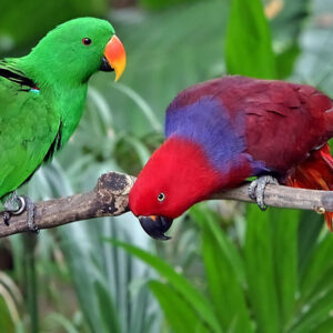 a male (green) and female Eclectus parrot pair perch facing each other on a branch outdoors