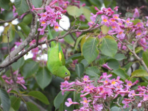 paraguay parrots