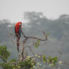 paraguay parrots