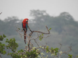 paraguay parrots