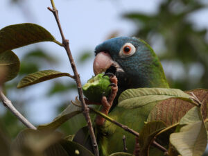 paraguay parrots