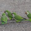 Quaker parrots (aka monk parakeets) walking on asphalt