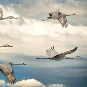 group of sandhill cranes in flight in a cloudy sky