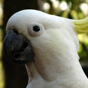 closeup on head of sulphur-crested cockatoo perched in tree