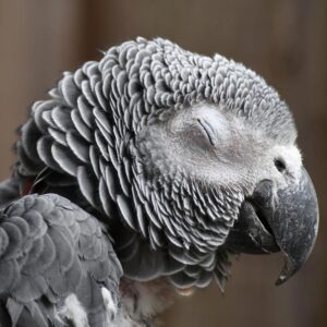 close up side view on African grey head who has eye closed