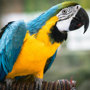 blue-and-gold macaw standing on perch and leaning to the side