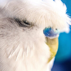 close up on the eye and beak of a budgie (aka parakeet)