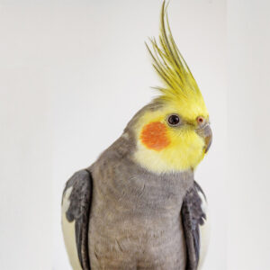 cockatiel perched and looking to the right on grayish background