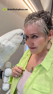 cockatoo