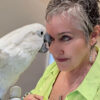 cockatoo