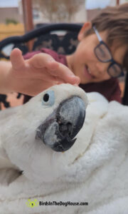 cockatoo