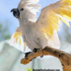 cockatoo