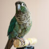 a mostly green conure standing on a perch indoors
