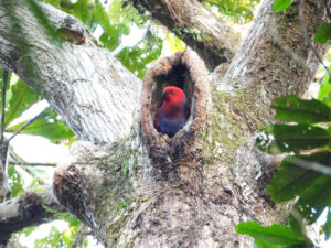 female eclectus