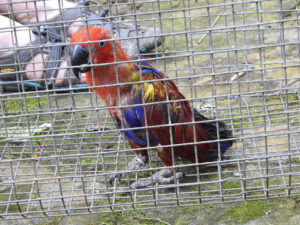female-eclectus