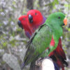 eclectus parrots