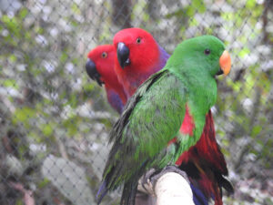 eclectus parrots
