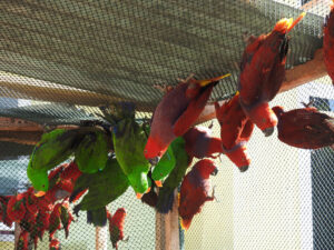 eclectus-parrots