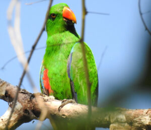 male-eclectus