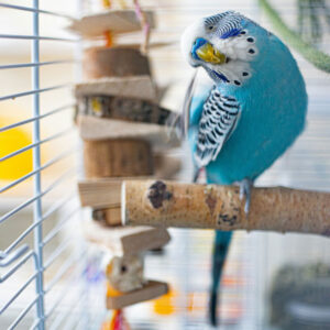 blue budgie (aka parakeet) standing on perch in cage beside hanging toy