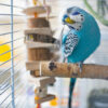 blue budgie sitting on a perch inside a cage