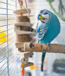 blue budgie sitting on a perch inside a cage