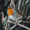 robin perched on twig outdoors