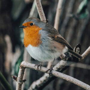 robin perched on twig outdoors