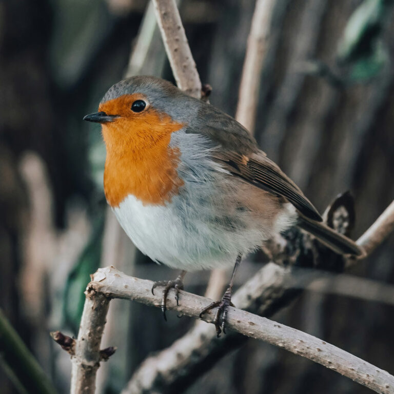 Migration Magic? Birds May Use Quantum Physics To Navigate – Pet Birds ...