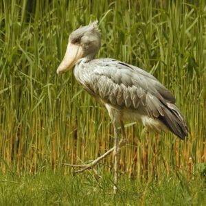 shoebill stork standing among tall grass or reeds