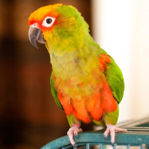 Sun conure perched atop cage