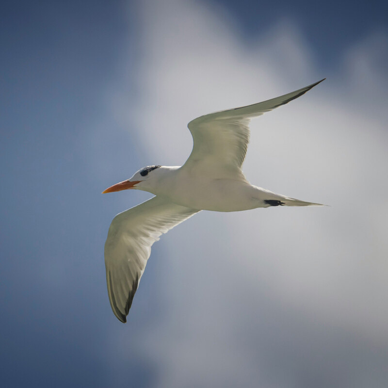 How Wind Energy Is Learning To Watch Out For Birds – Pet Birds by