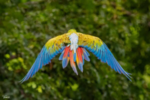 wild great green macaw flying