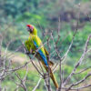 great green macaw on branch