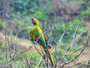 great green macaw on branch