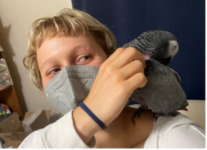 person pets african grey parrot perched on shoulder
