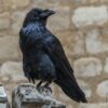 raven sits on stone near stone wall