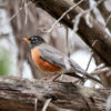 American robin on treebranch