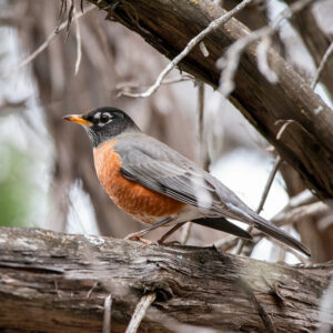 American robin on treebranch