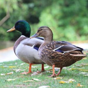 two mallard ducks standing on grass