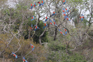Flock of macaws in flight