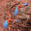 two green-winged macaws flying near sandstone cliffs