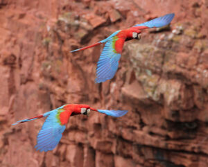 two green-winged macaws flying near sandstone cliffs