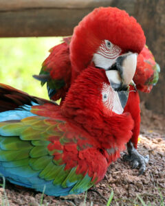 two green-winged macaws grab beaks
